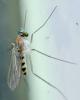 Neurigona quadrifasciata